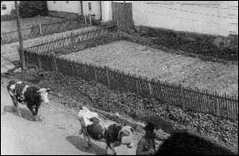 1945 - ruský voják pohání přes obec dobytek za postupující válečnou frontou