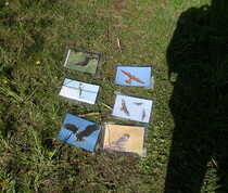 poznáte tyto druhy ptáku?